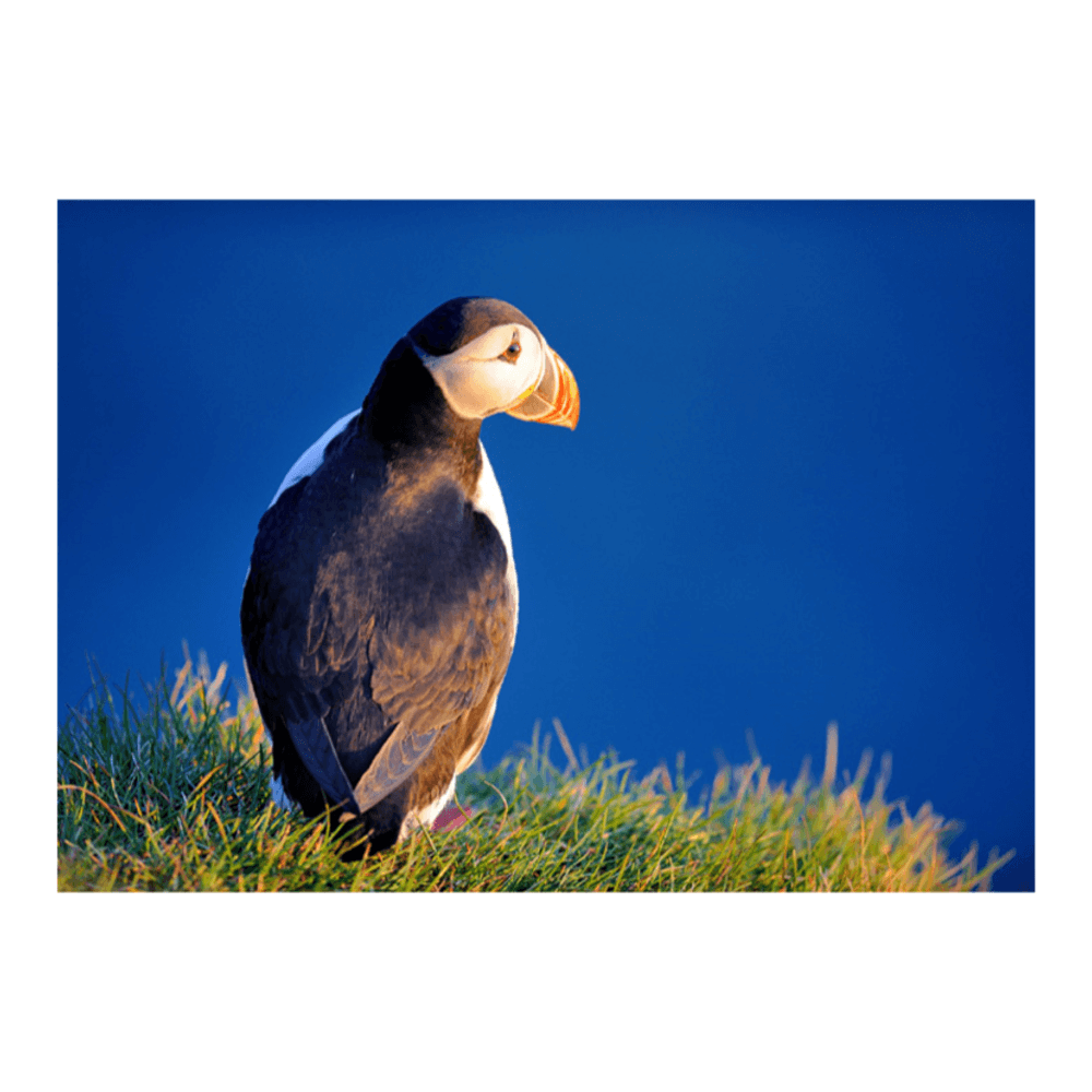 Iceland waterfall cascading through a green river valley — white water against dark volcanic rock