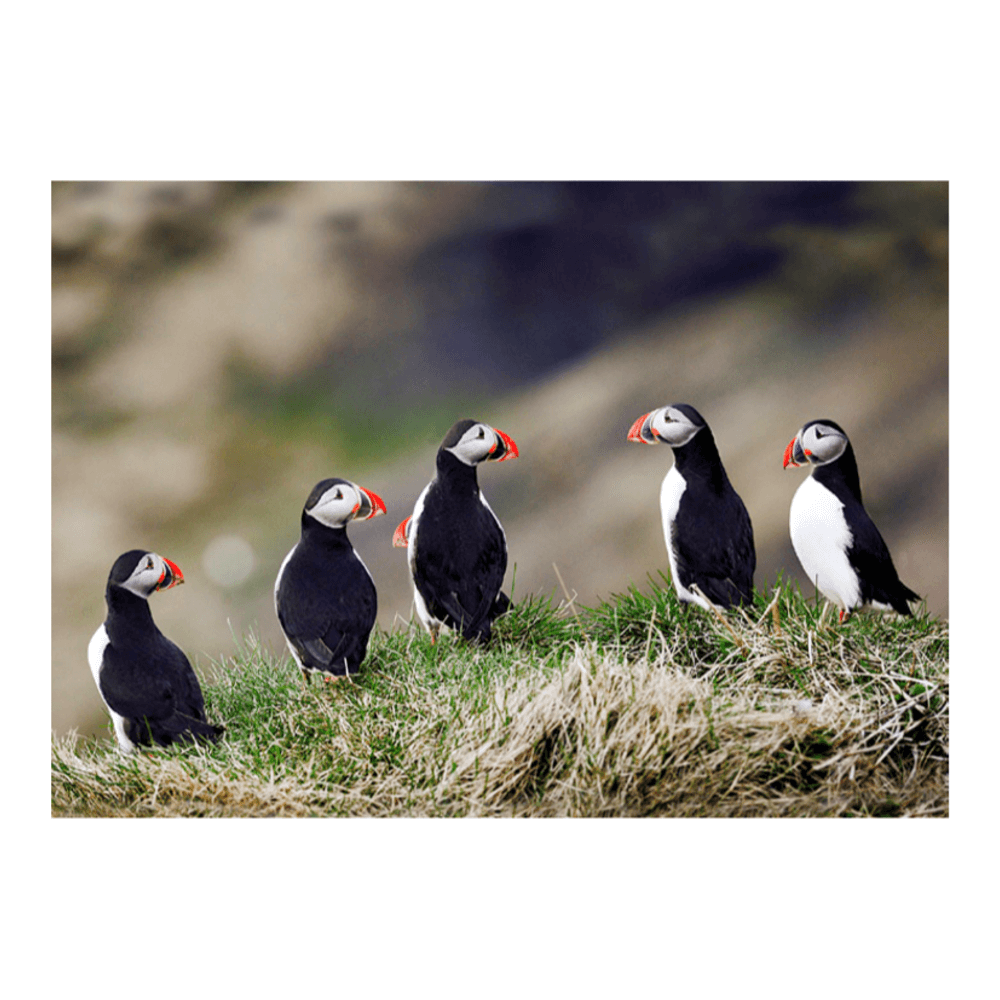 Iceland in winter — snow-covered landscape under soft golden winter light with a pale Arctic sky