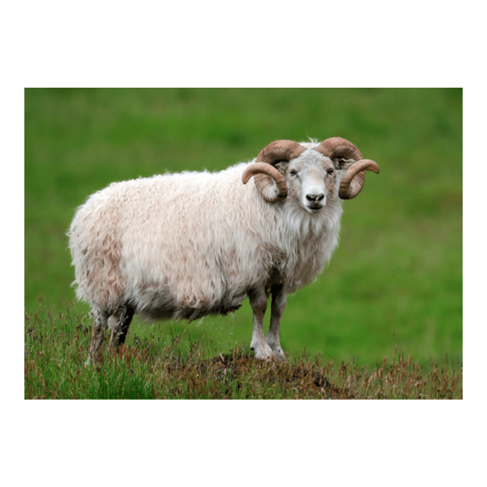 Iceland glacier face — ancient compressed blue ice and crevasses of a vast Icelandic glacier