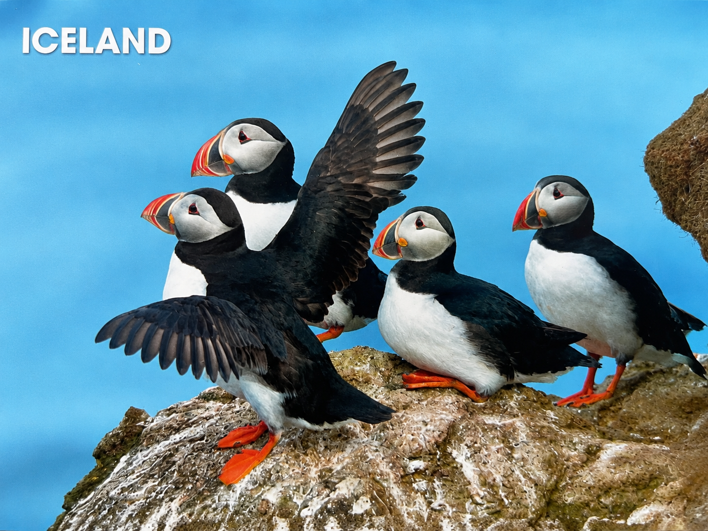 Atlantic Puffins on the Cliffs – Iceland Seabird Postcard